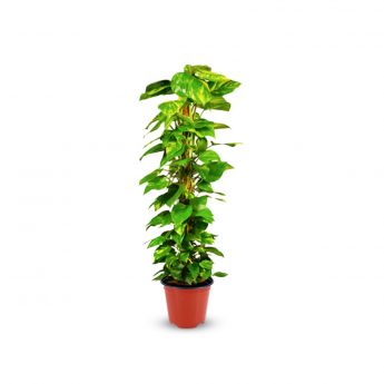 Money Plant Moss Stick
